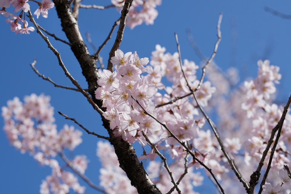 a tree with lots of pink flowers in front of a blue sky