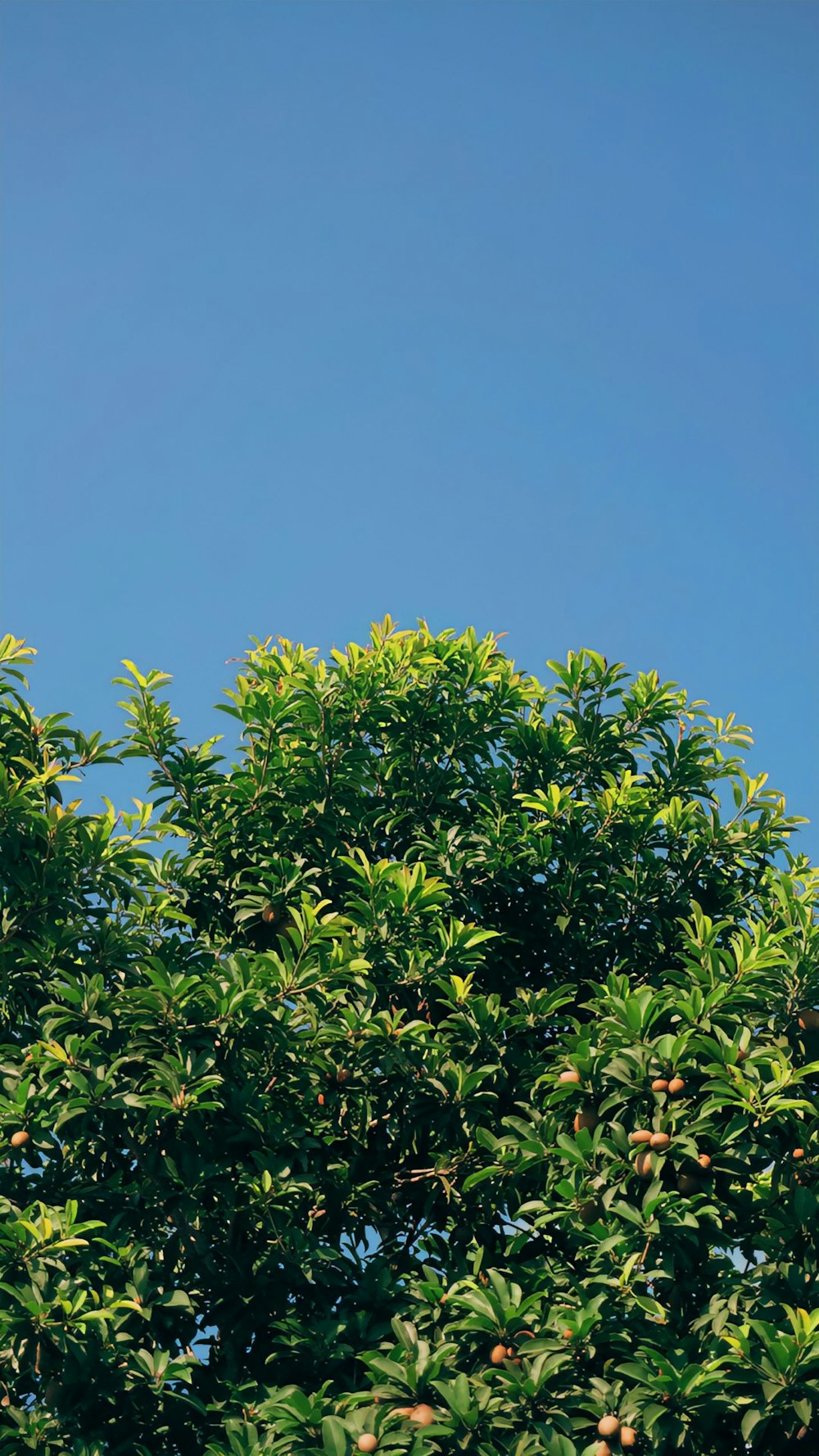 a bird is perched on top of a tree