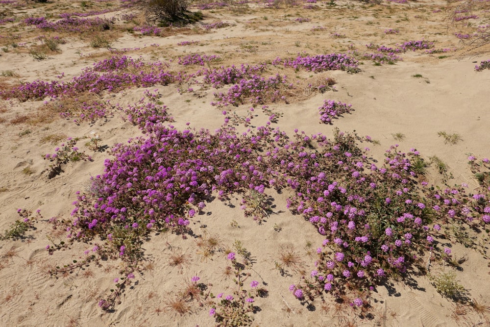 a bunch of flowers that are in the sand