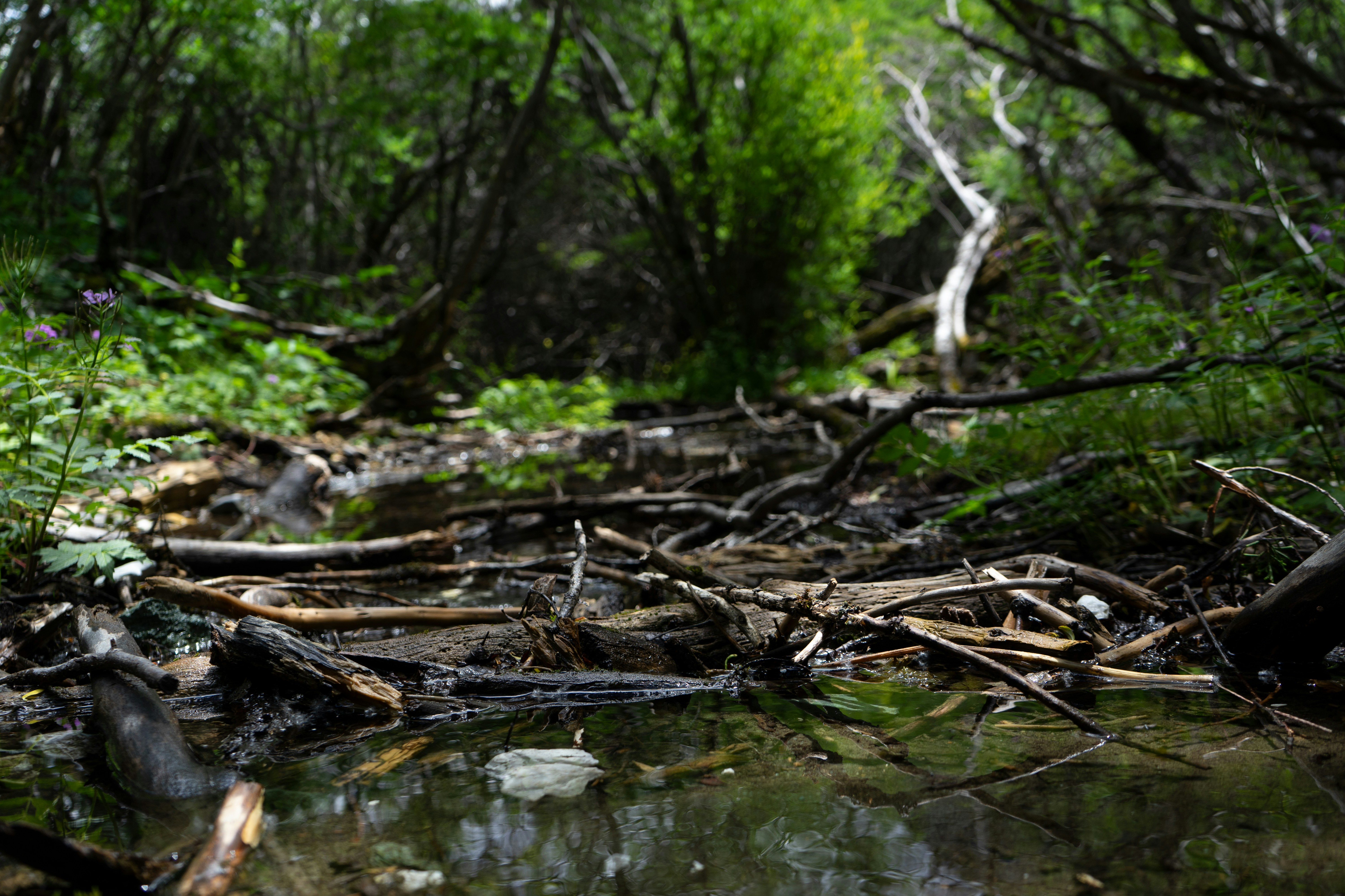 A stream running through a lush green forest