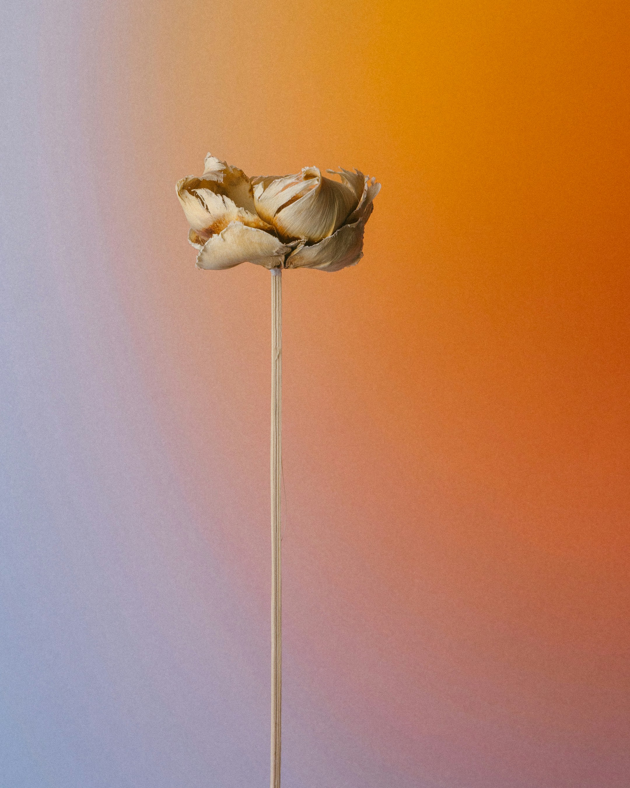 una flor que está sentada en un palo