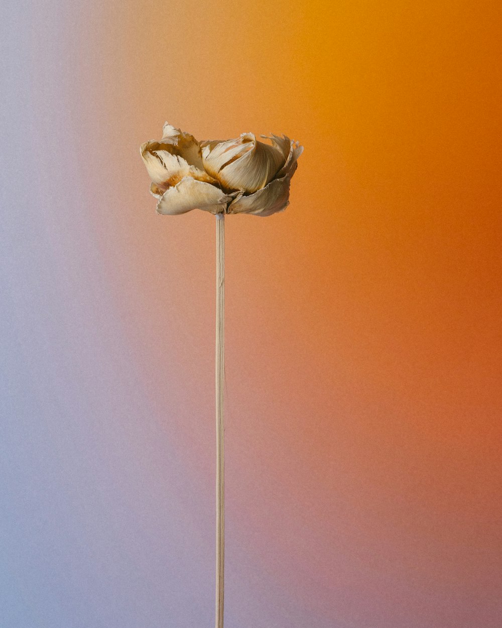 una flor que está sentada en un palo