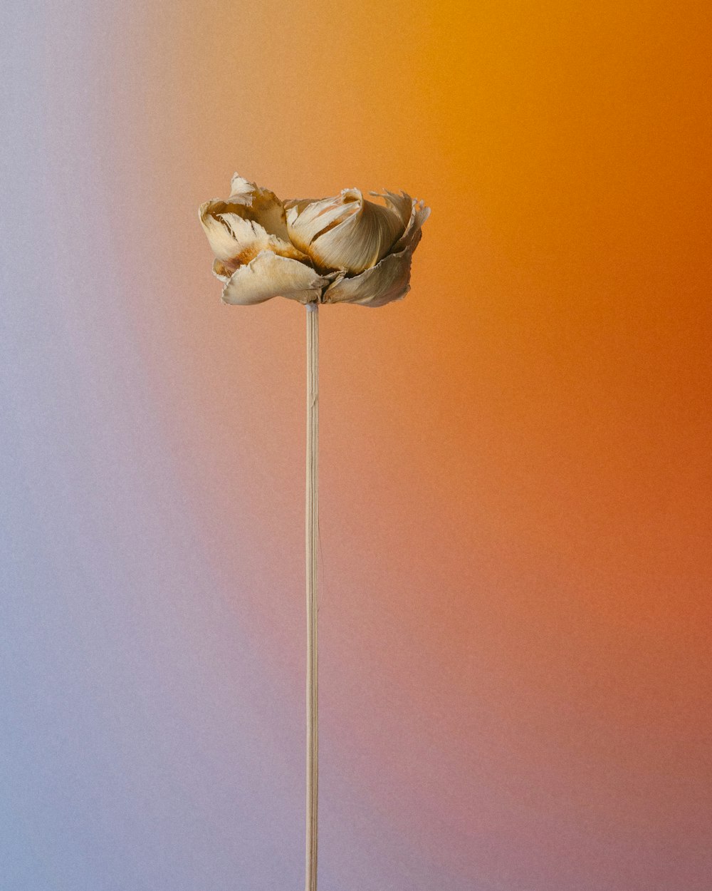a flower that is sitting on a stick