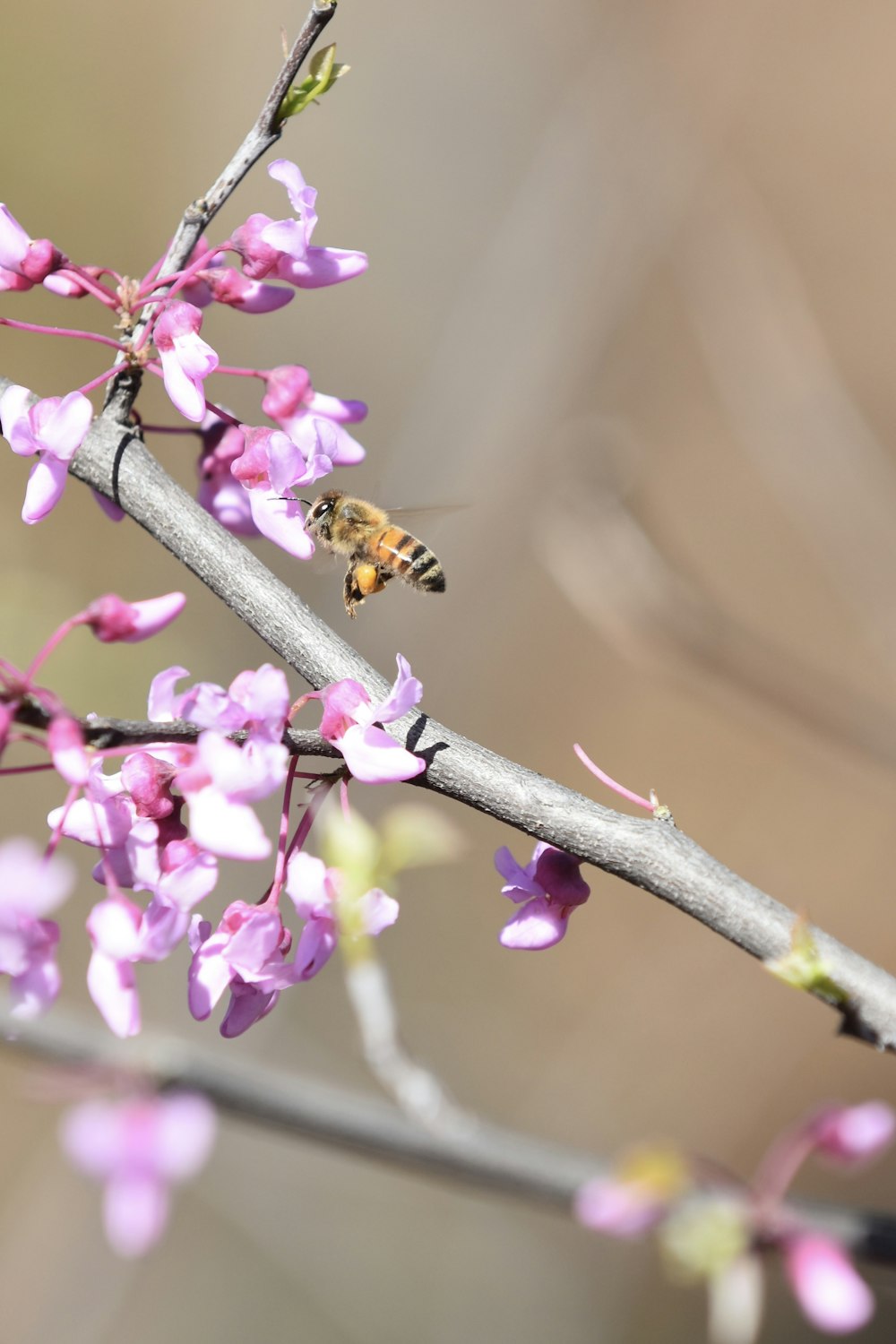 a bee on a branch with pink flowers