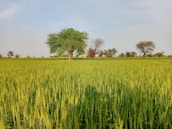 Small rural farm with green fields and a farmer inspecting crops.