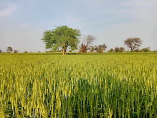 Happy farmer inspecting a lush green field under a clear blue sky.
