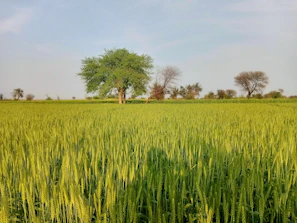 A lush green field with farmers harvesting ripe crops under a clear sky.