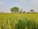 A picturesque view of a lush green farm with rows of healthy crops under a clear blue sky.