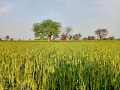 A vast green field with ripe crops ready for harvest under a clear blue sky.