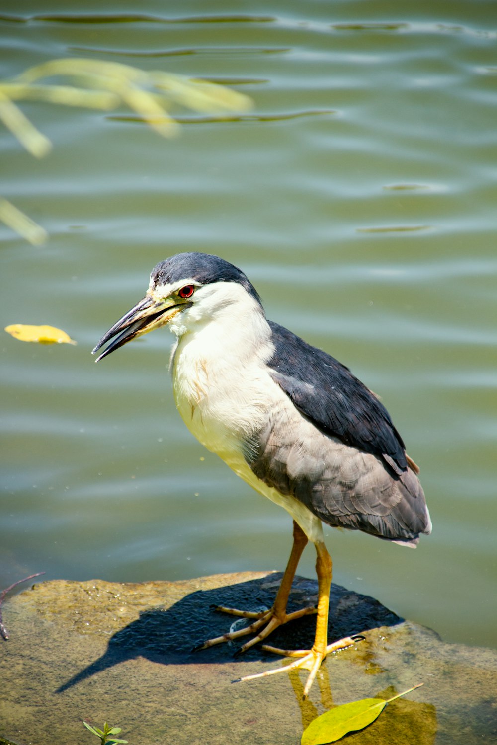 Un pájaro está parado sobre una roca en el agua