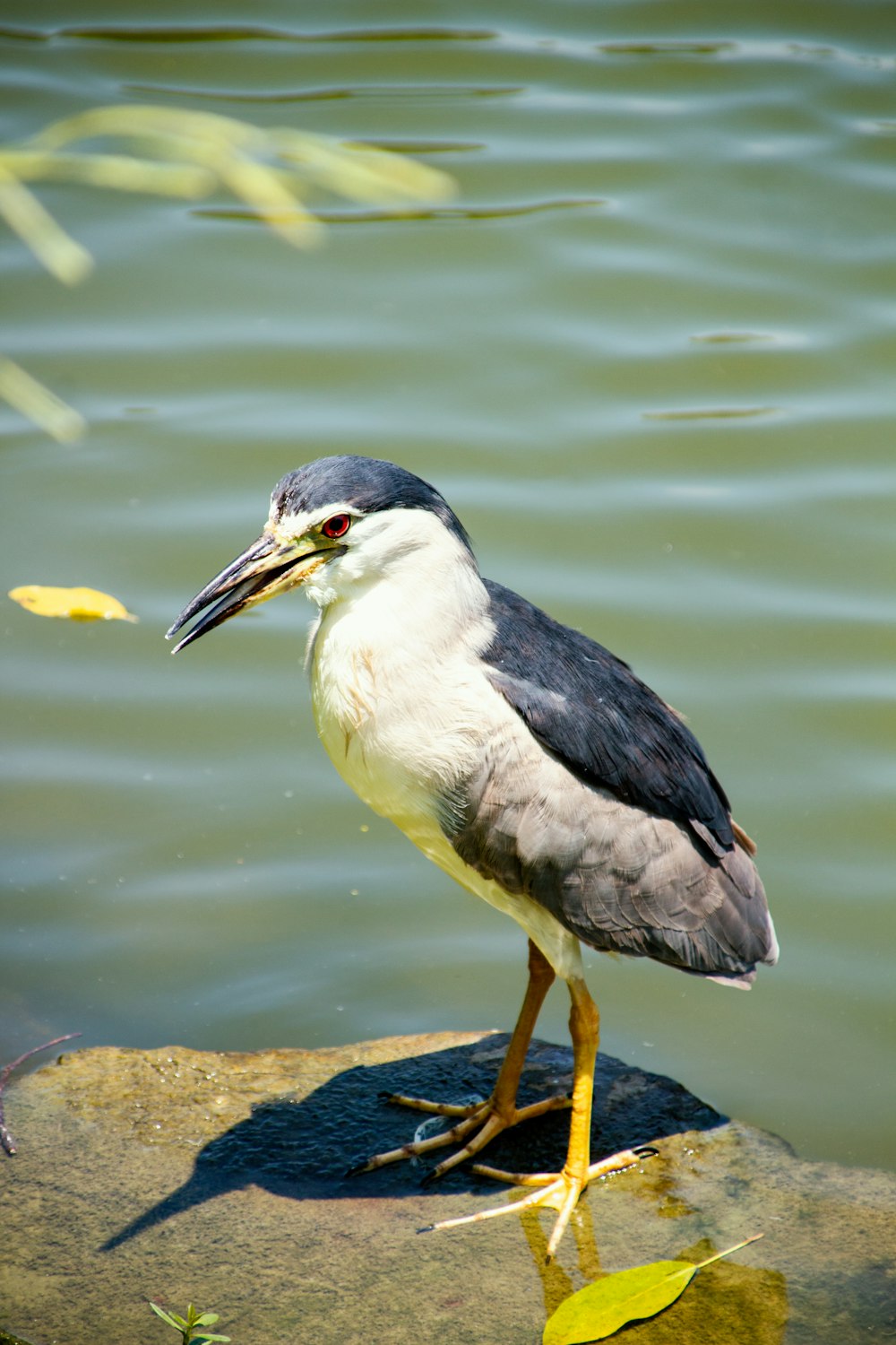 a bird is standing on a rock in the water