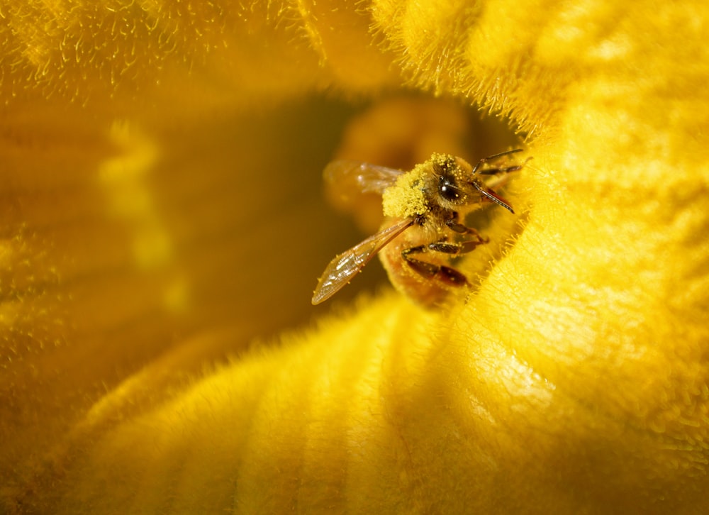 a close up of a bee on a yellow flower