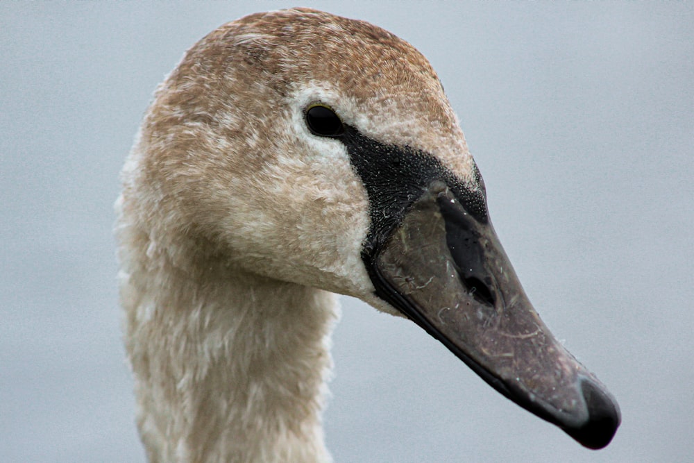 a close up of a duck's head and neck