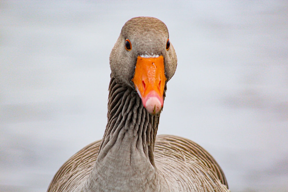 a close up of a duck with an orange beak