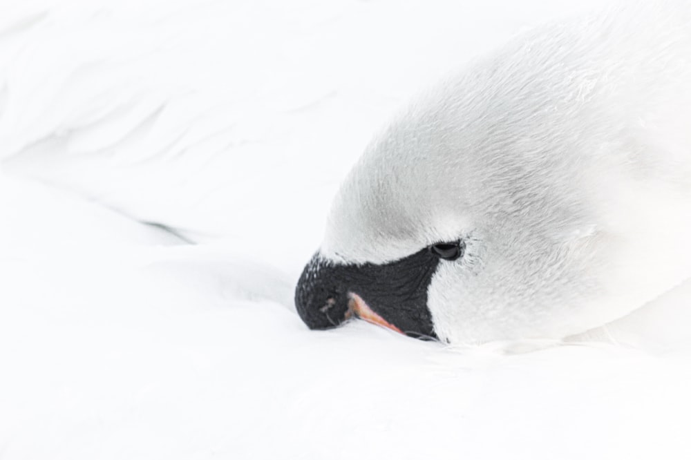 a close up of a white swan in the snow