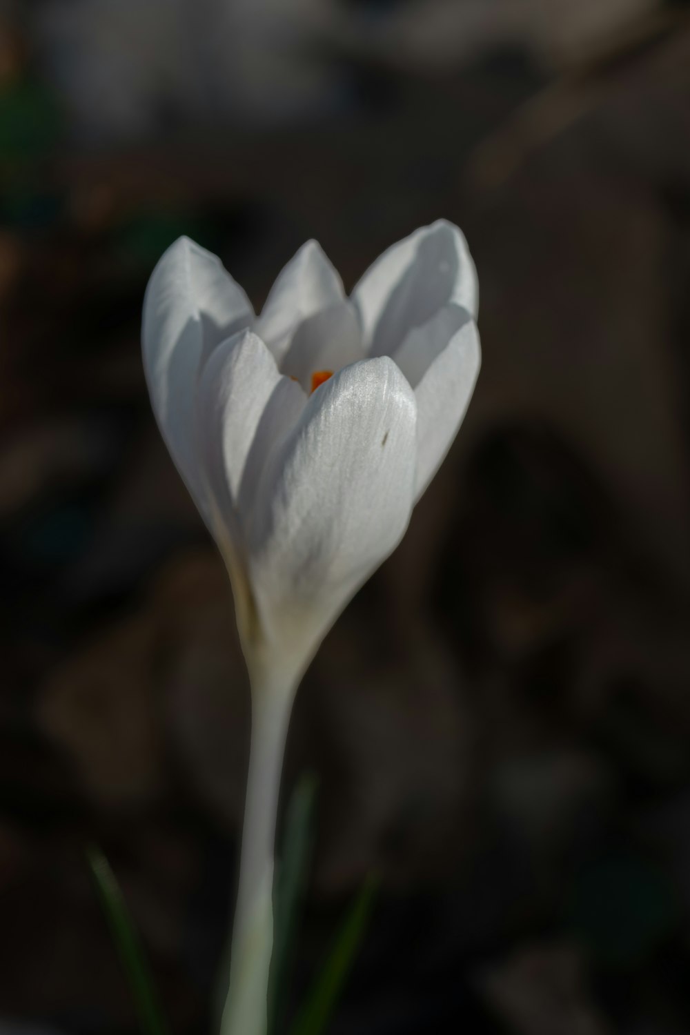 a close up of a white flower with a blurry background