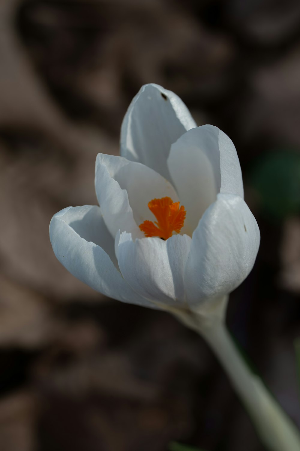 um close up de uma flor branca com estame alaranjado