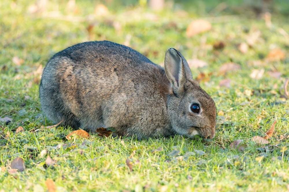 Un lapin est assis dans l’herbe et regarde la caméra