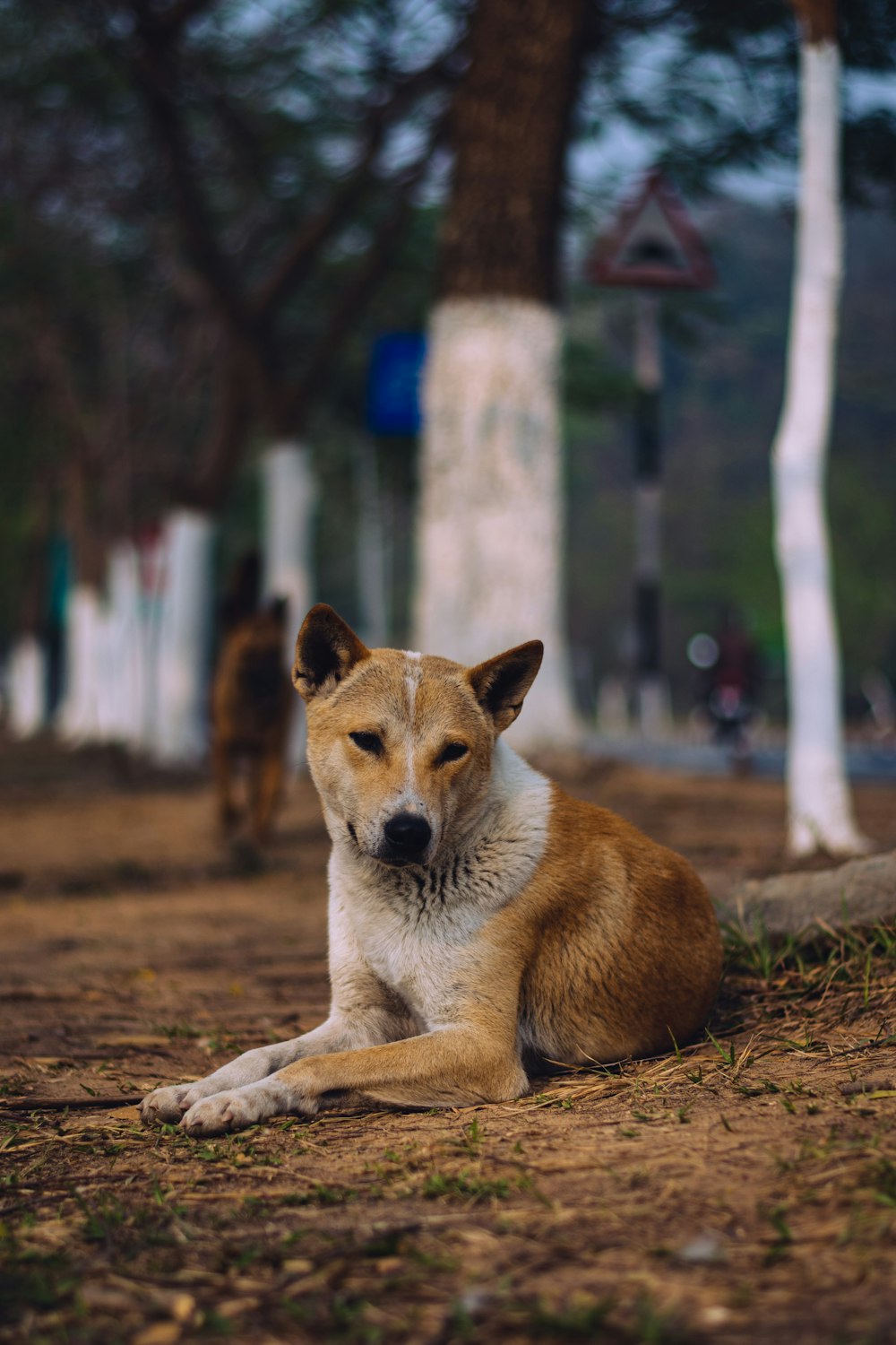 Un cane marrone e bianco che giace sopra un campo sporco