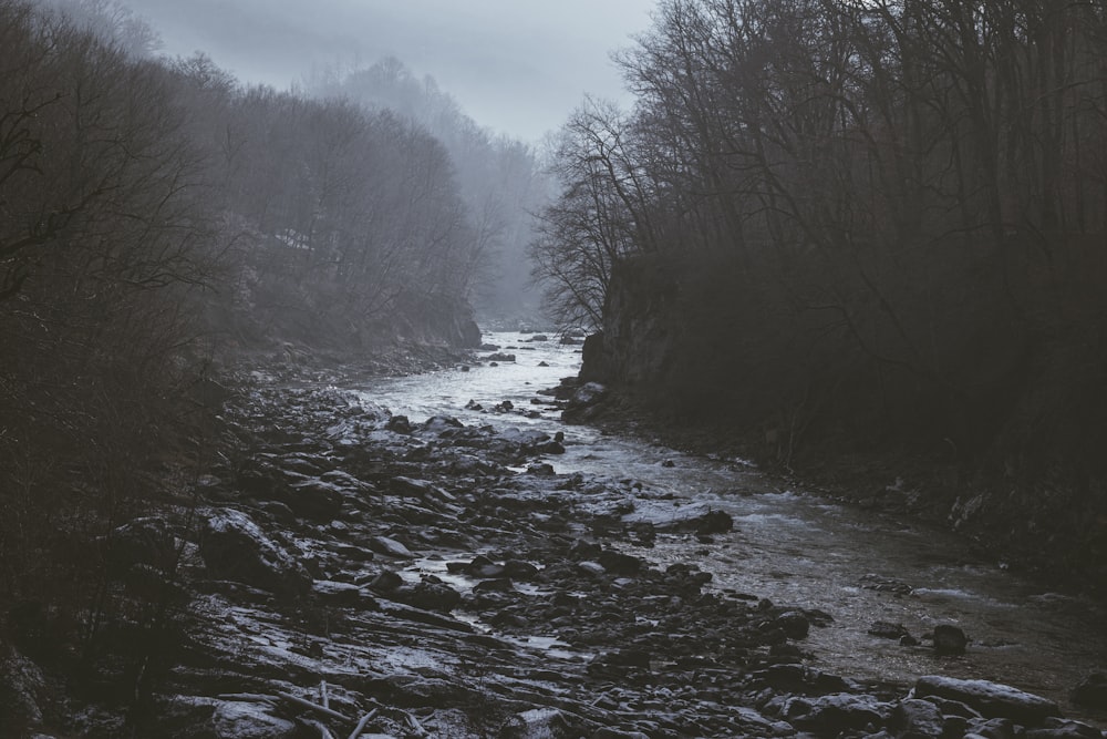 a river running through a forest covered in snow