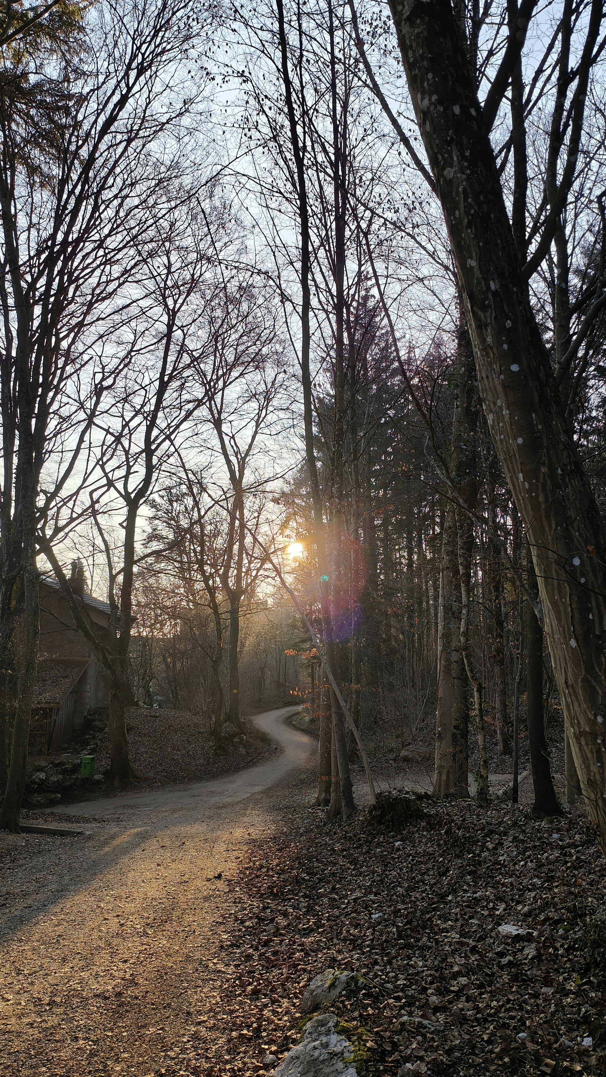 a dirt road surrounded by trees and leaves