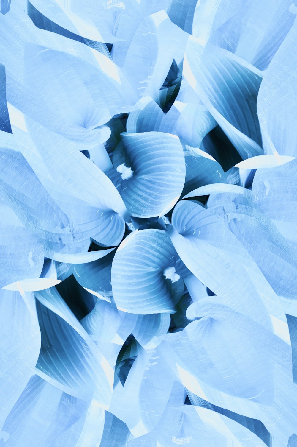 a close up of a blue flower with white petals