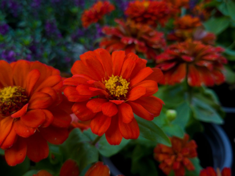 a close up of a bunch of red flowers