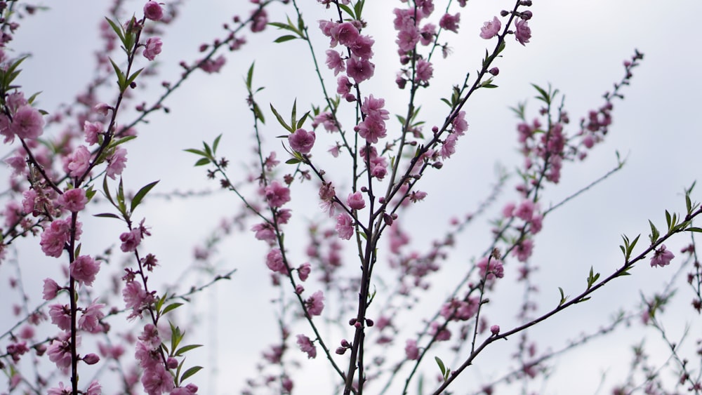 a tree with pink flowers and green leaves