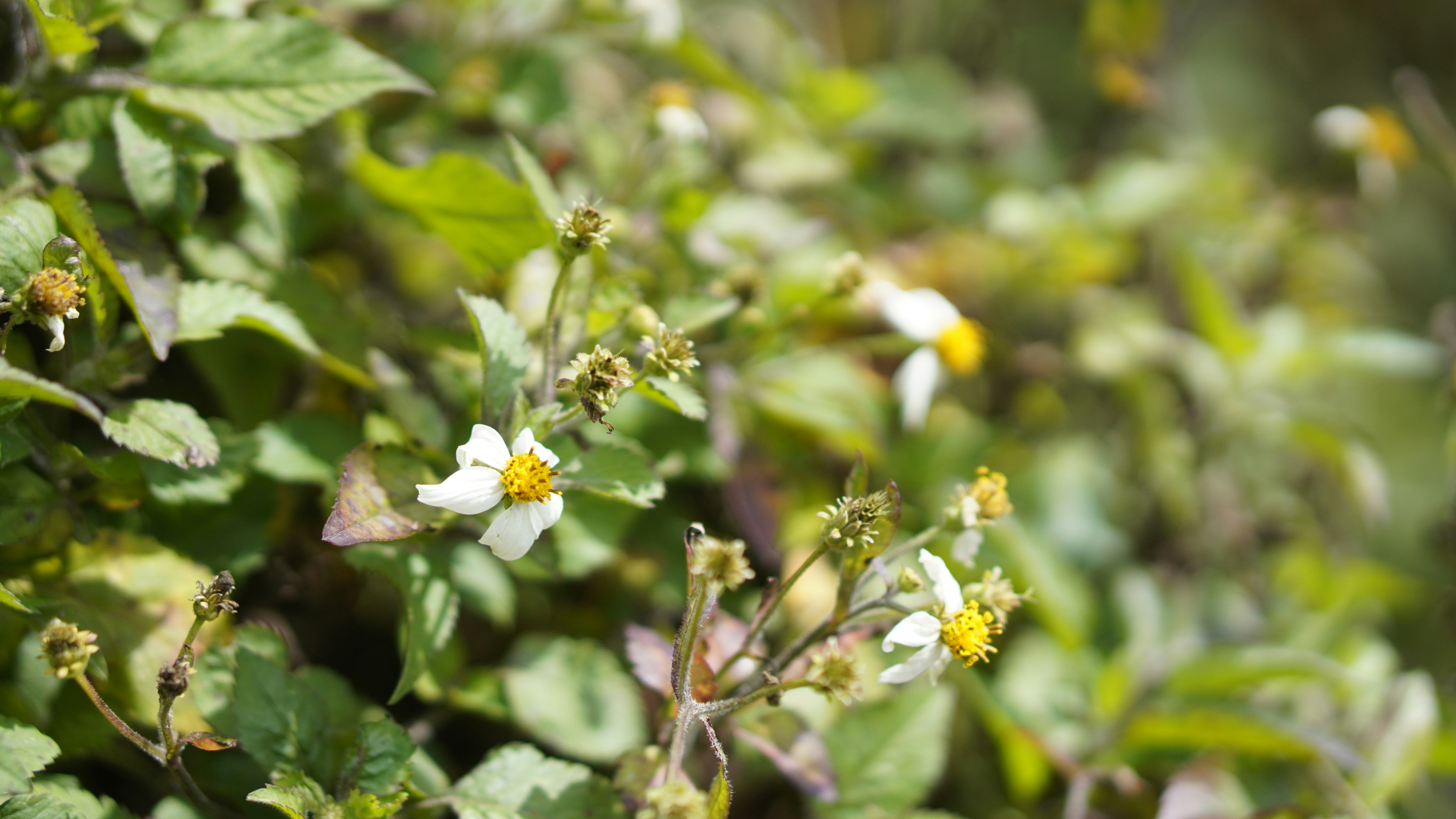 a small white flower surrounded by green leaves