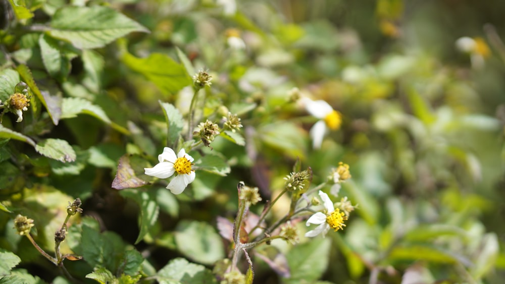 a small white flower surrounded by green leaves