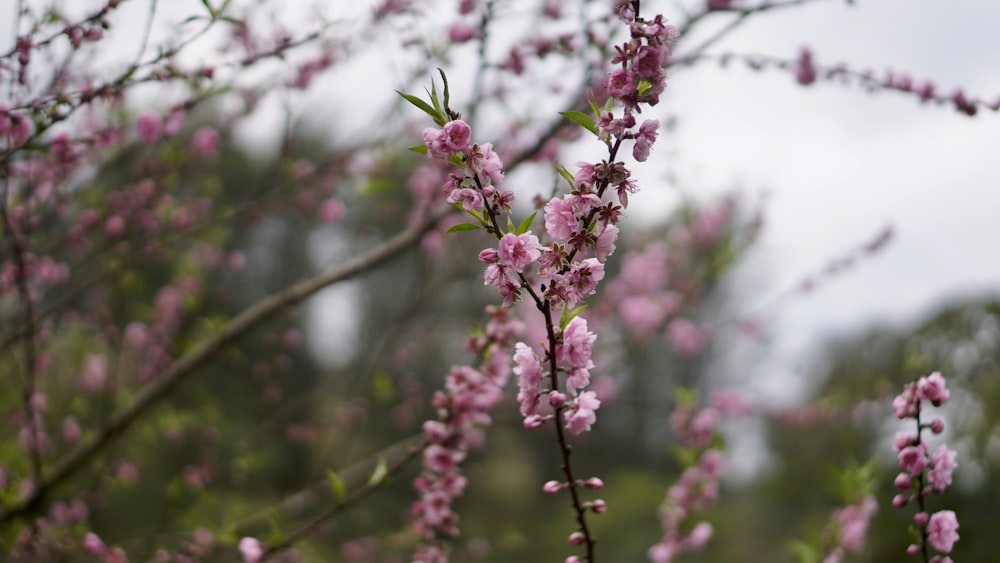 a branch of a tree with pink flowers