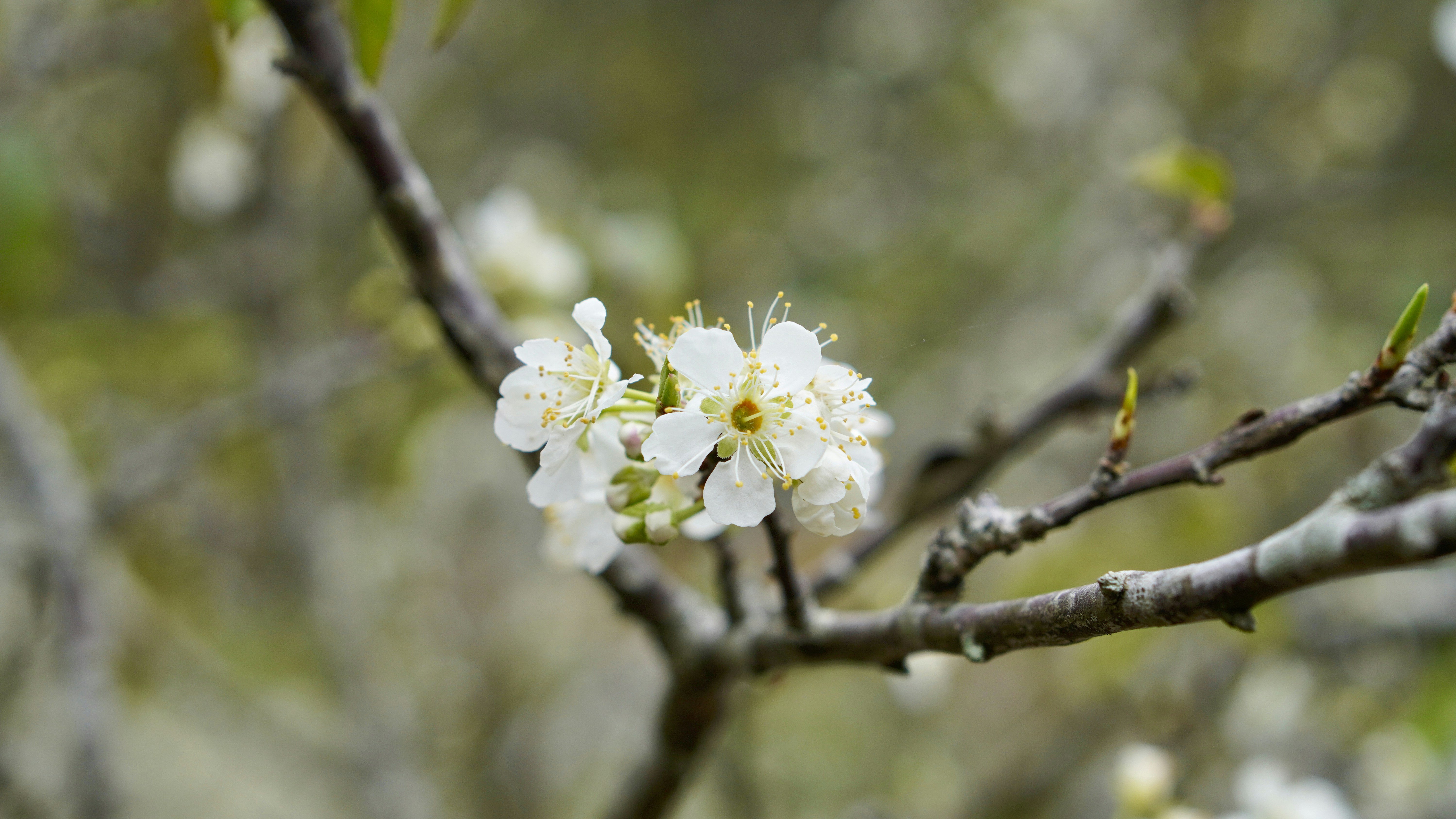 a branch with white flowers and green leaves