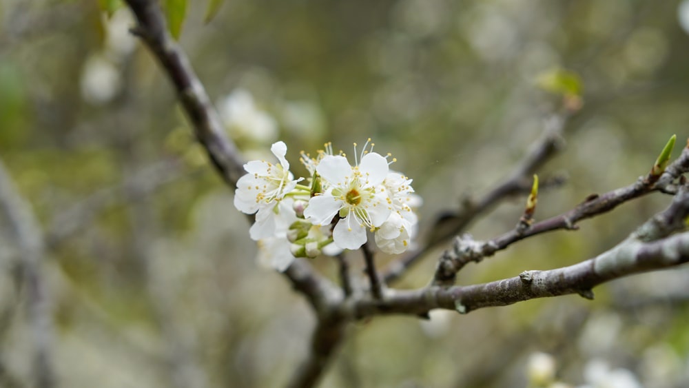 a branch with white flowers and green leaves