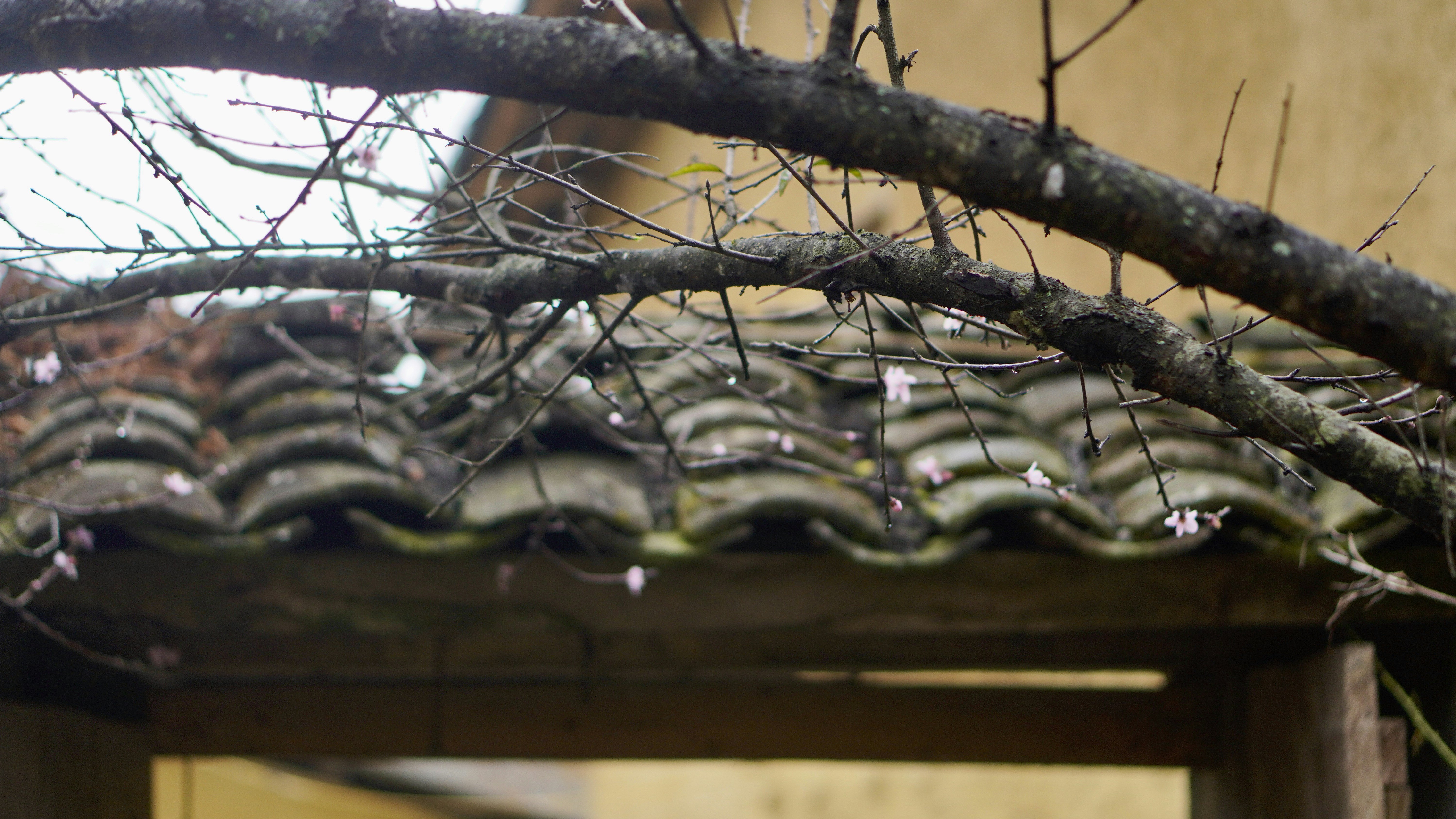 a bird perched on top of a roof next to a tree