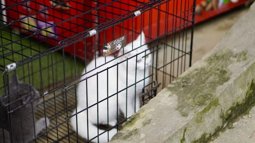 A white cat and a gray cat are sitting inside a black metal cage placed on a concrete surface. The background includes some colorful objects and part of a red surface, likely part of a structure or other cages.