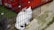 A white cat and a gray cat are sitting inside a black metal cage placed on a concrete surface. The background includes some colorful objects and part of a red surface, likely part of a structure or other cages.