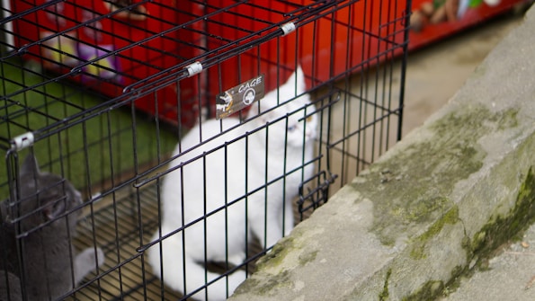 A white cat and a gray cat are sitting inside a black metal cage placed on a concrete surface. The background includes some colorful objects and part of a red surface, likely part of a structure or other cages.