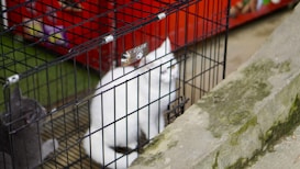 A white cat and a gray cat are sitting inside a black metal cage placed on a concrete surface. The background includes some colorful objects and part of a red surface, likely part of a structure or other cages.