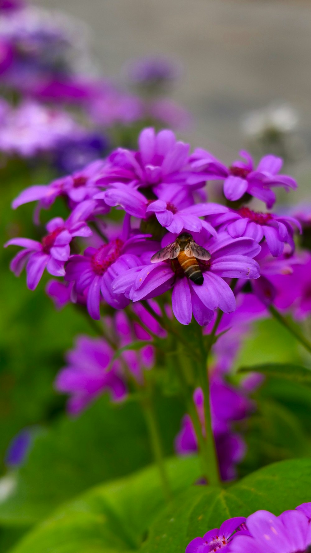 a bee is sitting on a purple flower