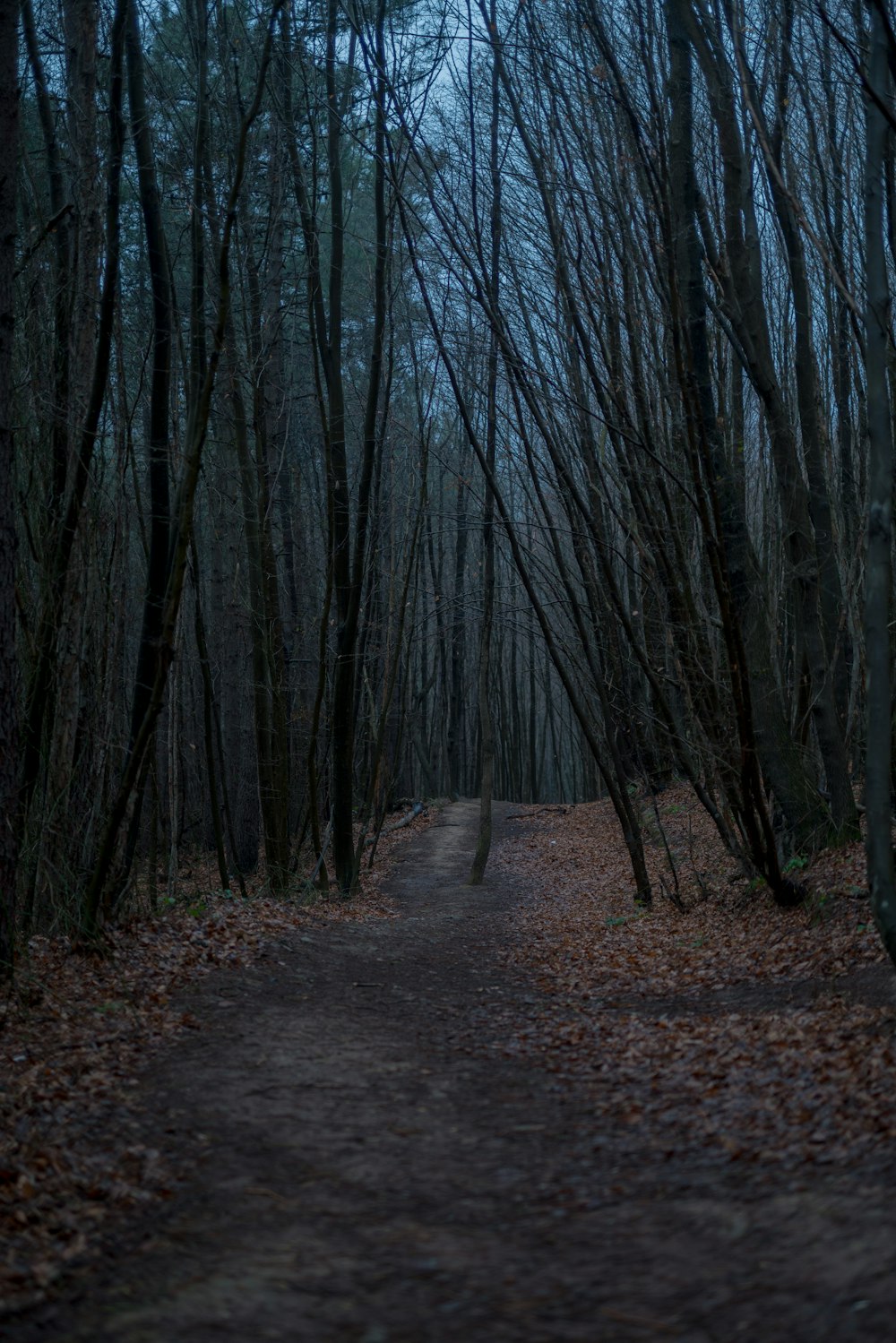 a dirt path in the middle of a forest