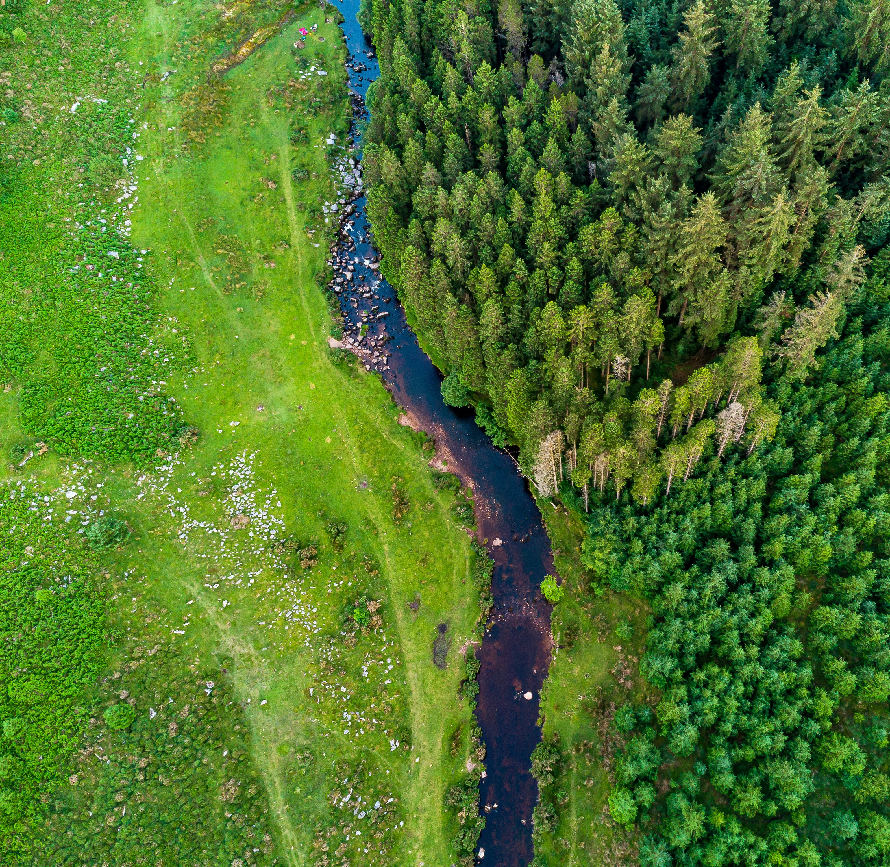 a river running through a lush green forest