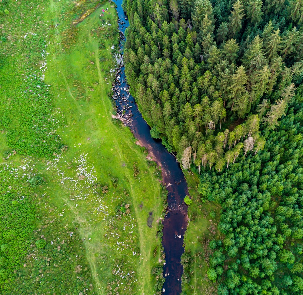 a river running through a lush green forest