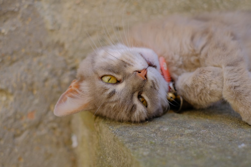 a cat laying on its back on a ledge