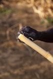 A close-up of a hand holding a cut piece of sugarcane, with the rough texture and fibers of the cane visible. The background is slightly blurred, with earthy tones and hints of green.