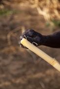 A close-up of a hand holding a cut piece of sugarcane, with the rough texture and fibers of the cane visible. The background is slightly blurred, with earthy tones and hints of green.