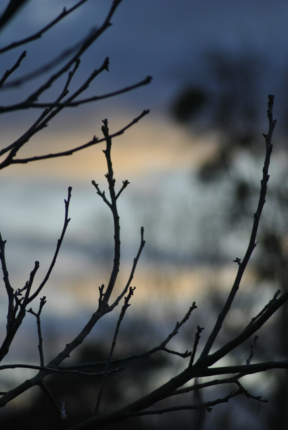 a bird sitting on a tree branch in front of a sunset