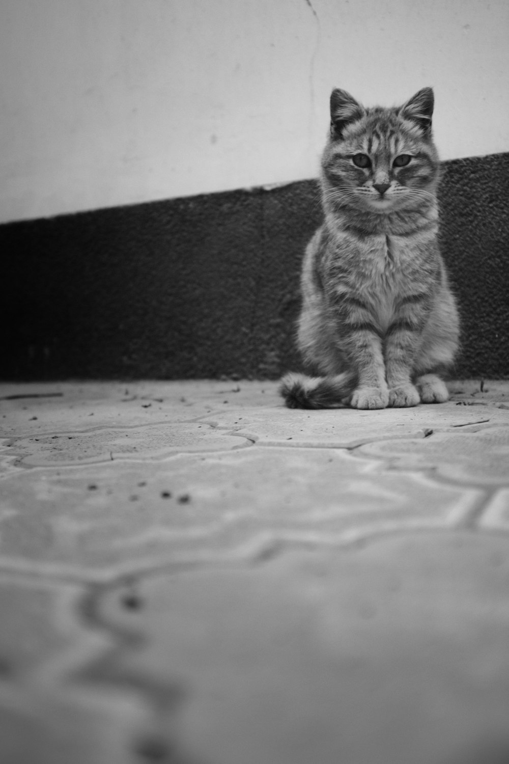 a black and white photo of a cat sitting on the ground