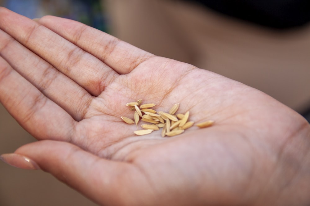 a person holding a handful of seeds in their hand