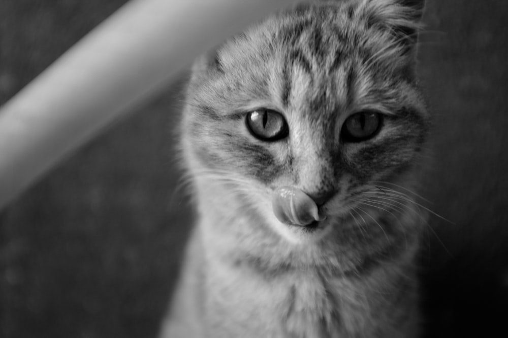 a black and white photo of a cat looking at the camera