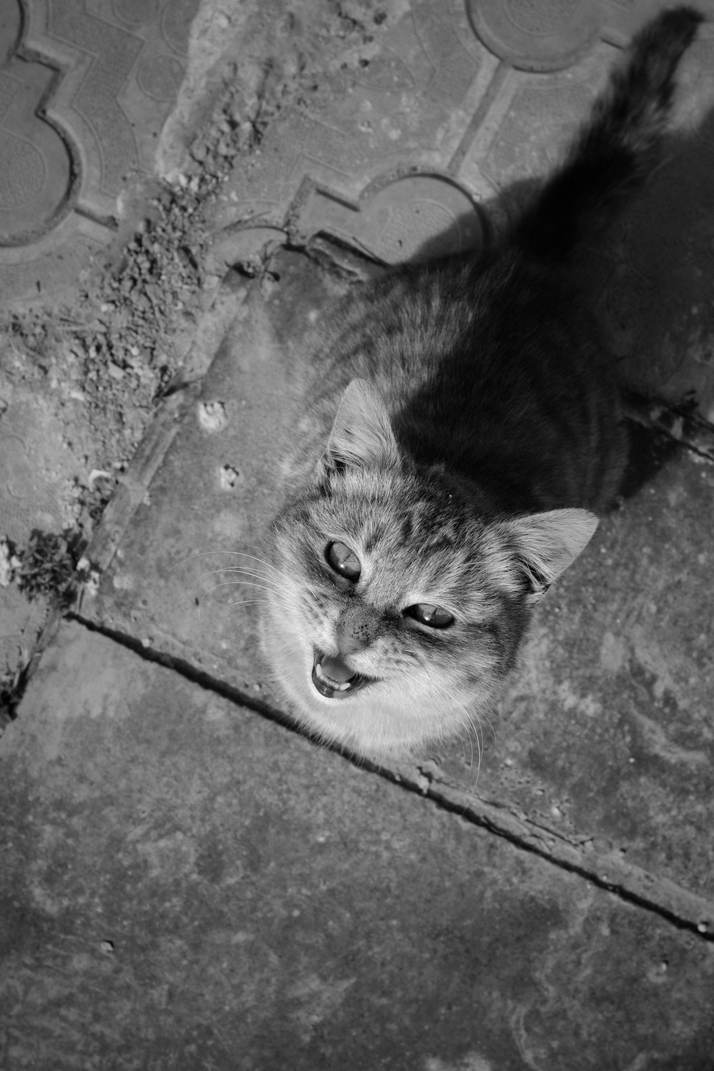 ein Schwarz-Weiß-Foto einer Katze, die auf dem Boden liegt